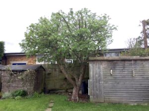 Tree which has been pruned