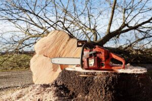 Tree removal with chainsaw