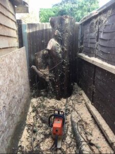 Conifer Trunk Removal and Grinding