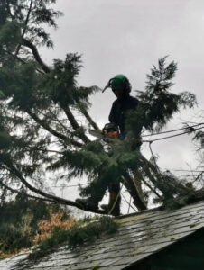 Roberts Tree Specialists Tree Surgeon removing Conifer tree